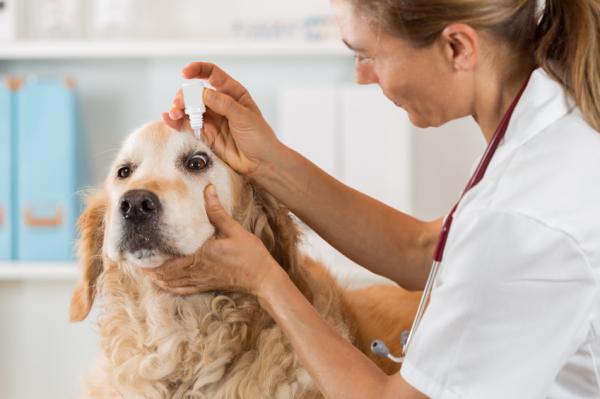 Лечение глаза собаки