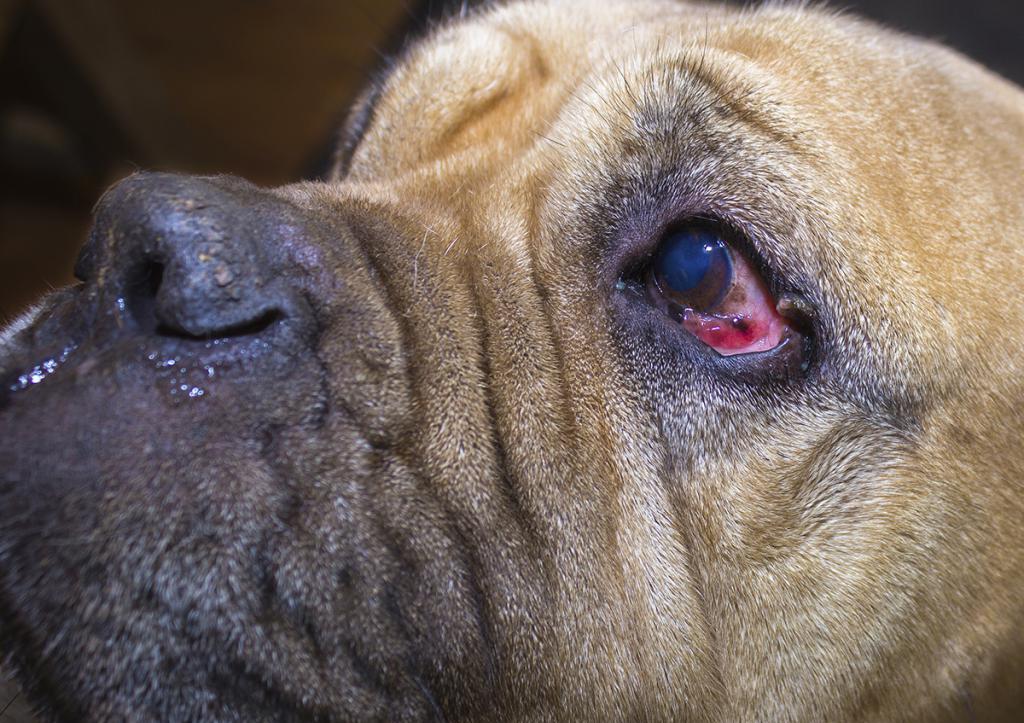 Больной глаз у собаки