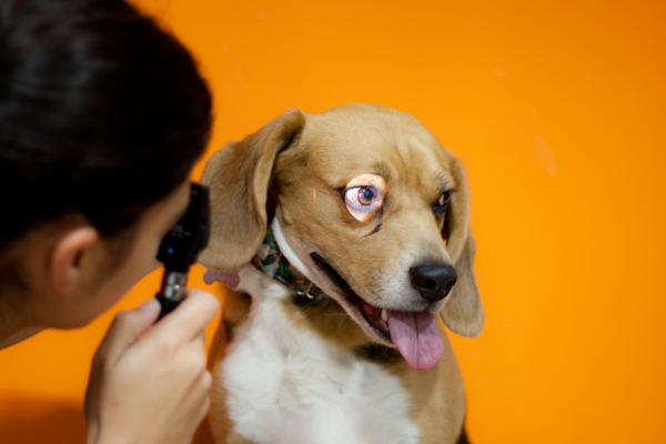 Диагностика болезни глаз собаки