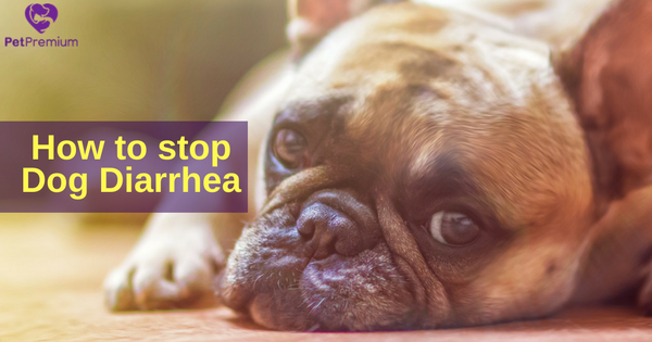 How To Stop Dog Diarrhea