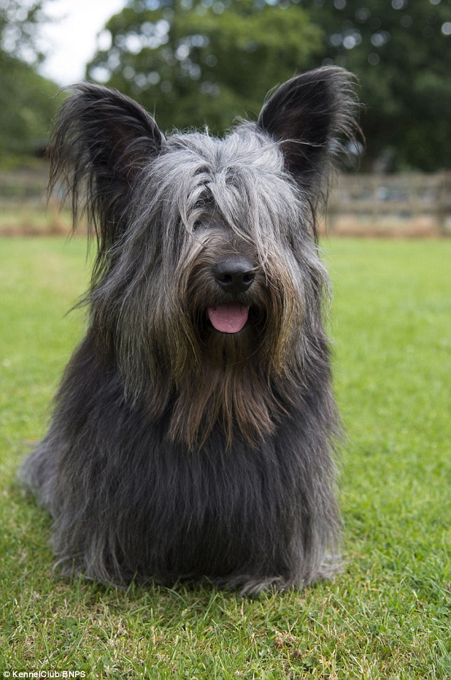 Skye terrier: The Skye terrier is also facing decline, with just 40 puppies registered last year