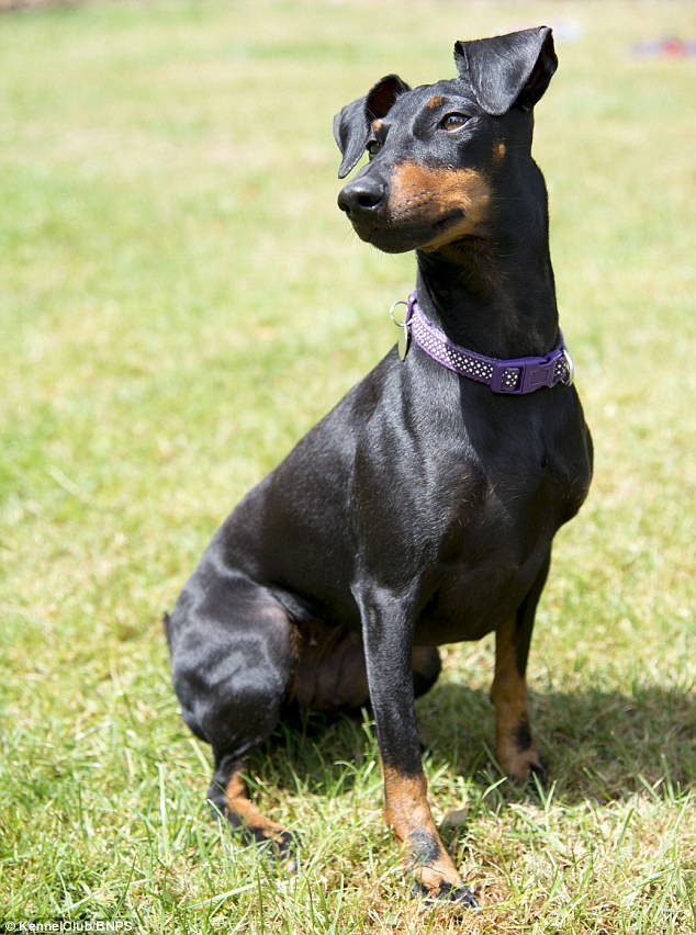 Manchester terrier: Unlike many terriers, the Manchester Terrier has its roots in urban life