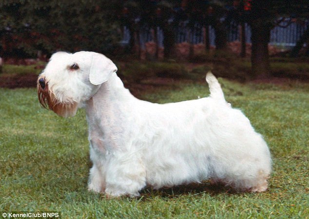 Sealyham Terrier: This Welsh breed takes its name from the village where it originated, in Pembrokeshire on the river Seal