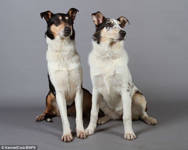 Smooth Collies: This clever breed is a short-coated version of the Rough Collie of Lassie fame 