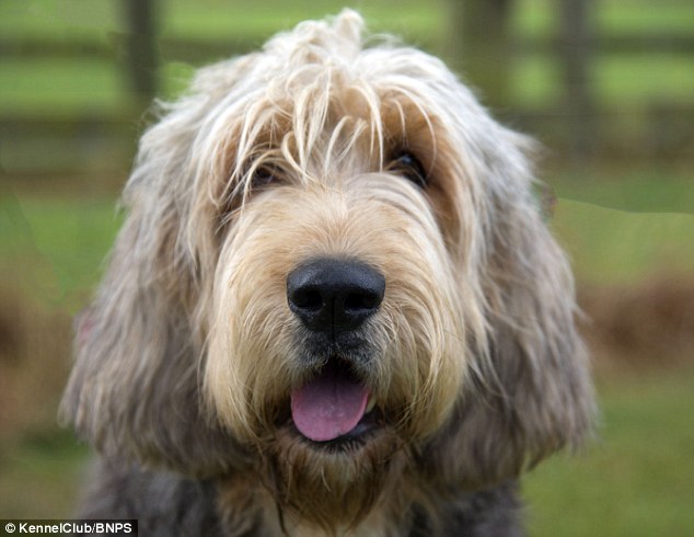The Otterhound:  A scent hound bred for hunting since the early 19th century, the Otterhound is most at risk, with just 24 puppies registered for 2017, a drop of 40 per cent from 2016 