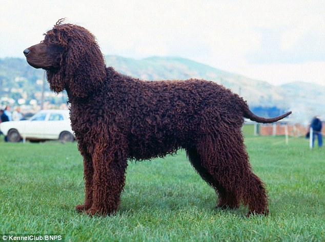 Irish Water Spaniel: Although the breed is classified as a 