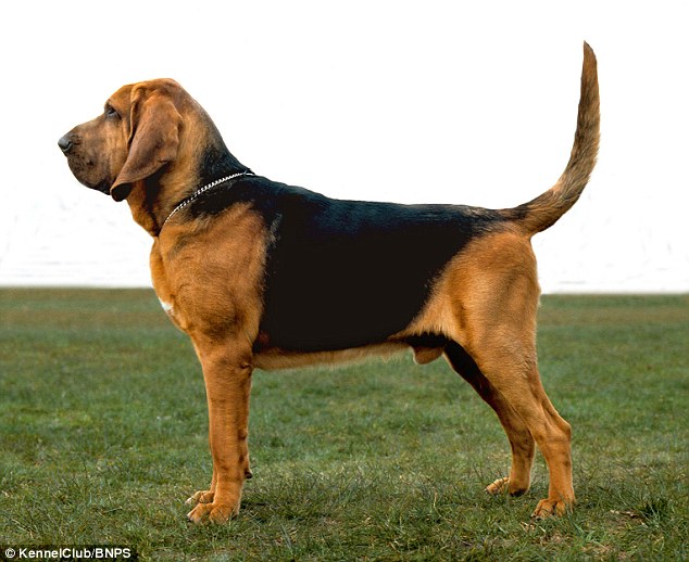 Bloodhound: The breed is famed for its ability to discern human scent over great distances
