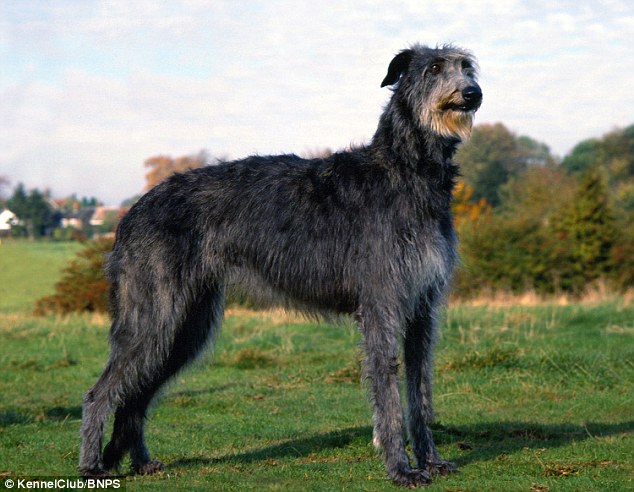 Deerhound: The majestic deerhound, which can grow to be 2.5ft tall, was bred to hunt red deer