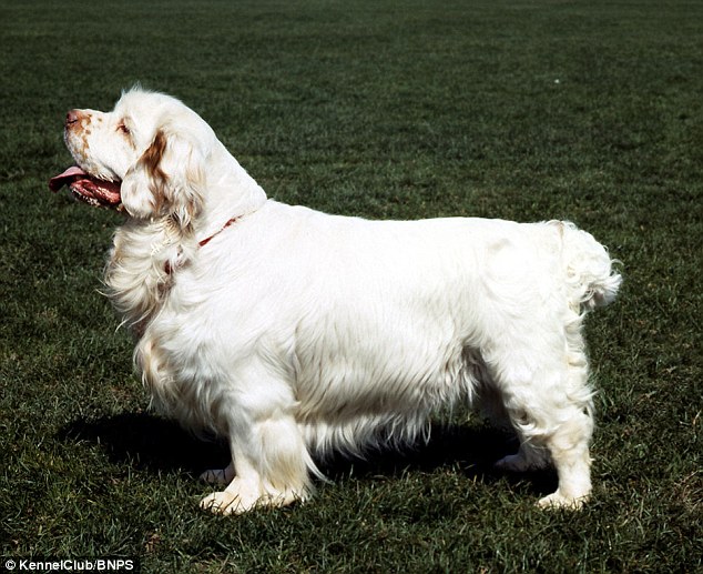 Clumber Spaniel: The Clumber was first seen in the UK at the end of the 18th century and takes its name from Clumber Park in Nottingham 