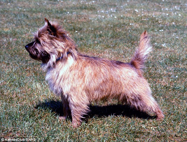 Norwich terrier: They are the smallest of the terrier breeds but with great substance for their size and characters to match 