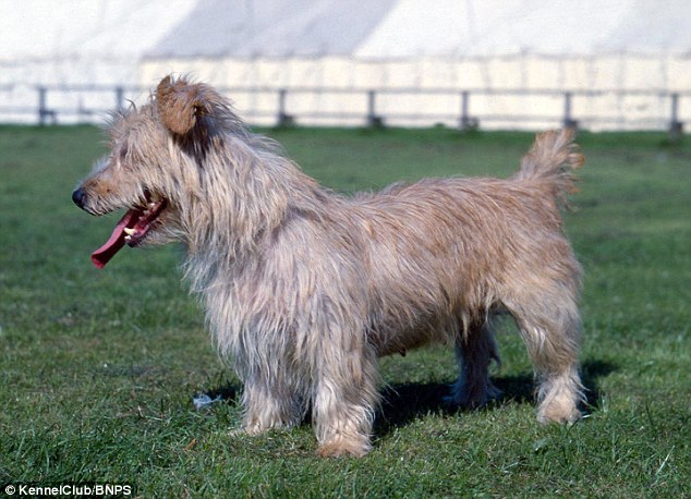 The Glen of Imaal terrier: The Glen of Imaal terrier originated during the reign of Elizabeth I when French and Hessian mercenaries settled in Ireland. It almost died out in the early 20th century and is now under threat again. Last year there were only 48 puppies registered