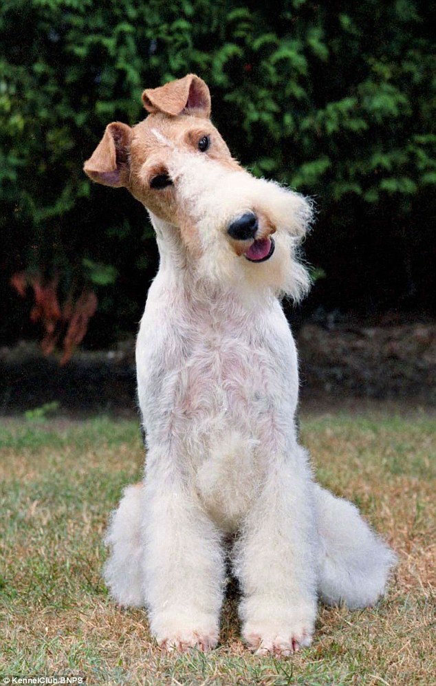 Fox Terrier: The sprightly smooth and wire fox terriers both originated in the 19th century