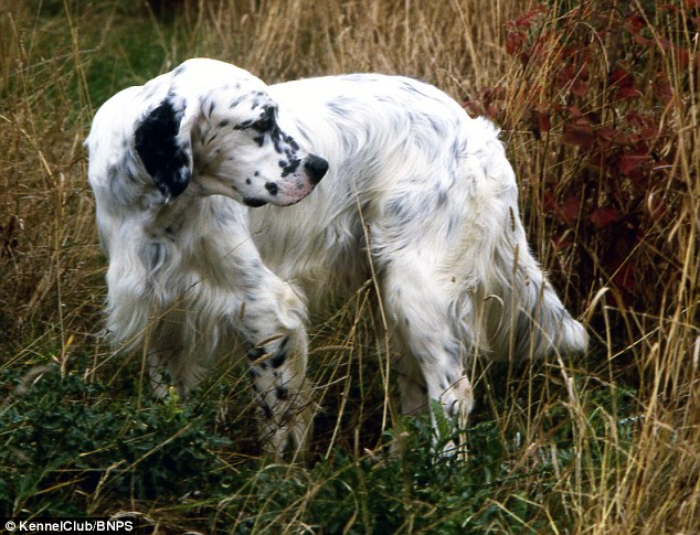 English Setter: This docile breed dates back to 1825 but is now at risk of becoming extinct 
