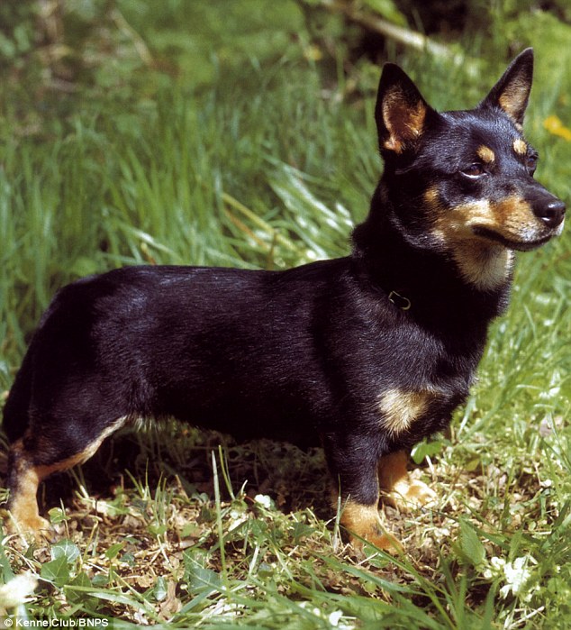Lancashire Heeler: This breed resembles its Corgi cousins and was once used to hunt rats 
