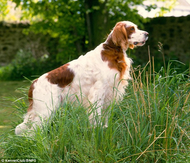 Irish red & white setter: Bred as a hunting dog, the setter is also marked out for its temperment 