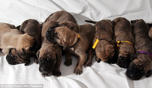 Puppy love: Siblings from one group of the litter take a much needed nap