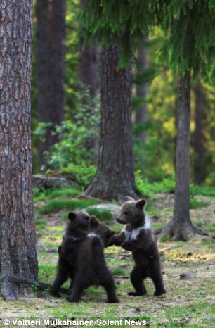 A family of baby brown bears appear to be dancing to Ring a Ring o
