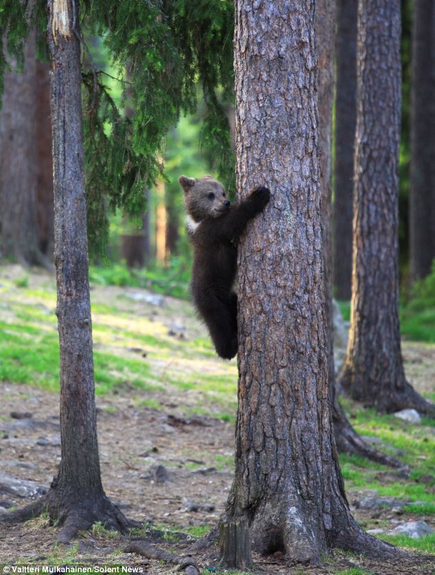 Mischievous: A baby bear tries to escapes up a tree