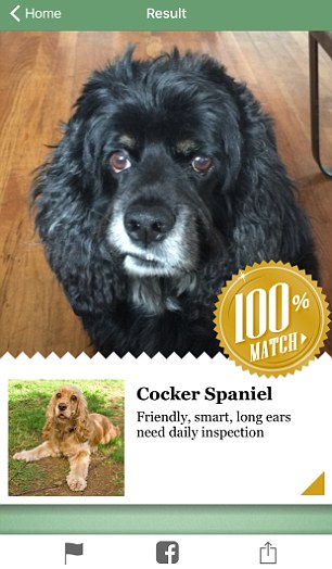 The site can actually recognise dogs as well 