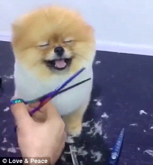 The video has received almost 14,000 likes and 3,900 comments, most of them marveling at the Pomeranian