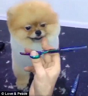 The Pomeranian appears to have a teddy bear cut similar to the one sported by Boo, a Pomeranian who took the Internet by storm and even had its own picture book published in August 2011