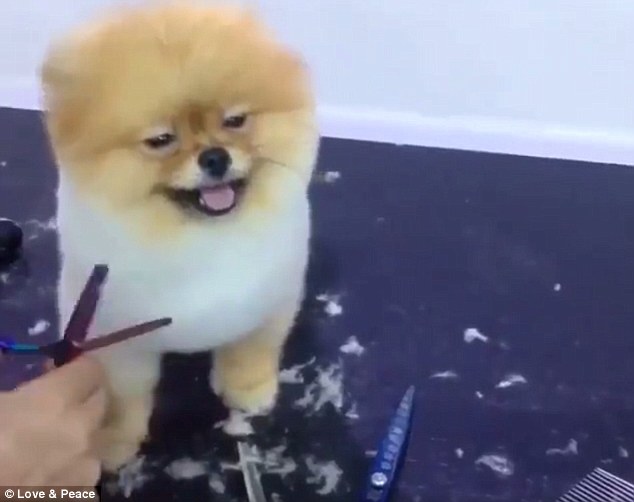 This tiny Pomeranian can be seen in a Facebook video clearly enjoying a haircut. It seems calmly as the dog groomer trims its fur