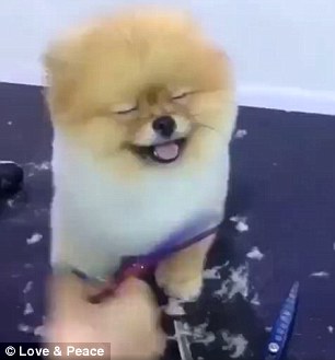 The dog seems to be smiling and closing its eyes in delight as it enjoys a day at the spa. The video was shared on Facebook earlier this year and has been watched more than a million times