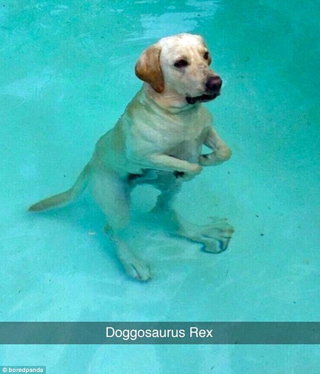 This dog owner snapped a picture of his pet half-standing in a shallow pool giving the appearance of oversized hind legs. He labelled it 