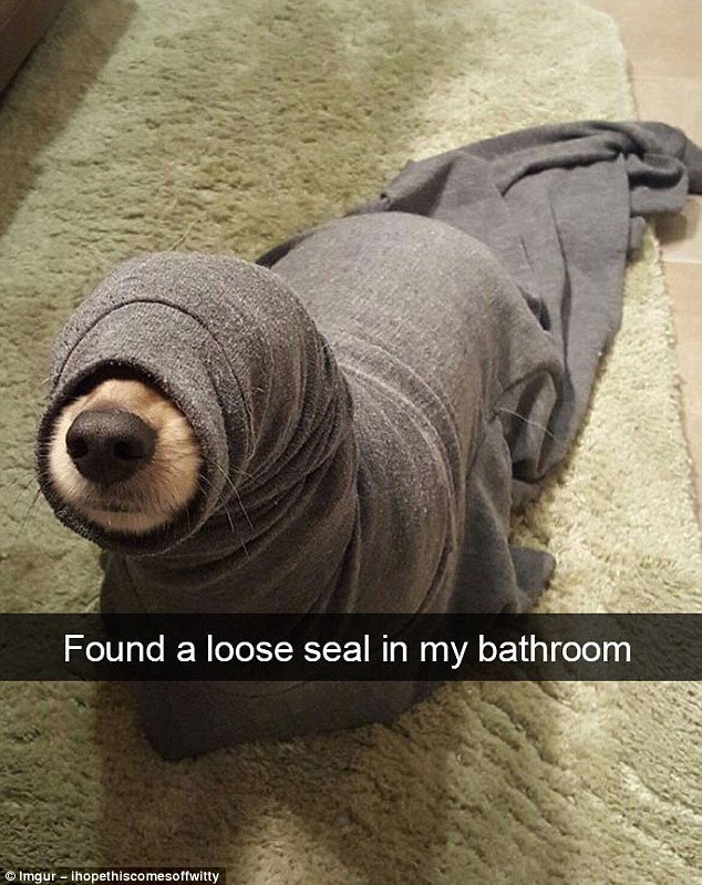 One Imgur user with the username ihopethiscomesoffwitty walked in to find his pet stuck inside what looks like a grey pair of tracksuit bottoms - likening it to a 