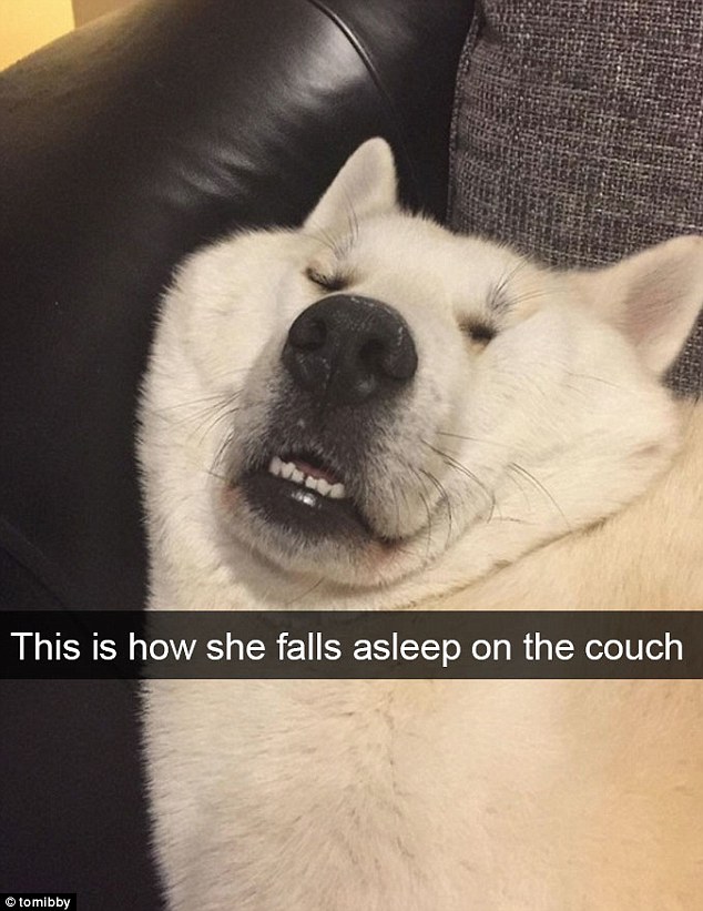 Reddit user Tomibby shared a picture of a dog pulling a somewhat unflattering face after 
