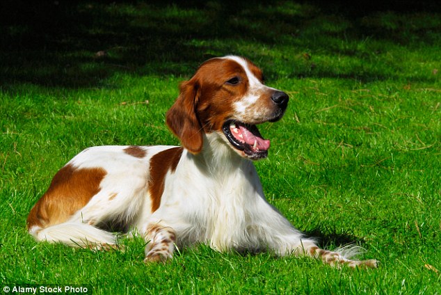 Irish red and white setter: The original Irish setter was bred to ¿set¿ or freeze when it scented game, allowing hunters to run in with nets. It used to be preferred to the red setter, as it was easier to spot from far away, but has since lost out in the popularity stakes