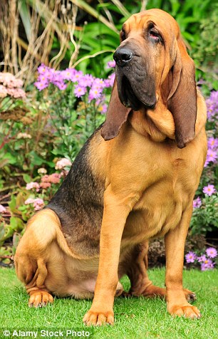 Bloodhound: Thought to be descended from hounds kept at a Belgian monastery, they were used to hunt deer and boar ¿ and track humans. They were known as the ¿sleuth-hound¿ in Scotland, where they would be put on the scent of cattle thieves. A recent episode of BBC TV¿s Sherlock saw Benedict Cumberbatch¿s detective character use a bloodhound to follow the scent of blood found on  a smashed Margaret Thatcher bust
