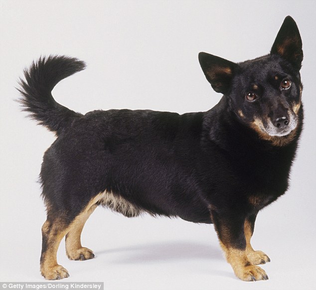 Lancashire heeler: Also known as the Ormskirk terrier, it¿s thought to be a cross between the Welsh corgi and the Manchester terrier, dating back to the time when cattle were herded from Wales to markets around Ormskirk in Lancashire