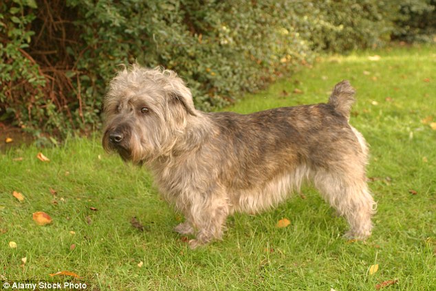 Glen of Imaal terrier: A tough little dog originally bred to hunt badgers in County Wicklow, it is now perhaps the least known of the terrier breeds
