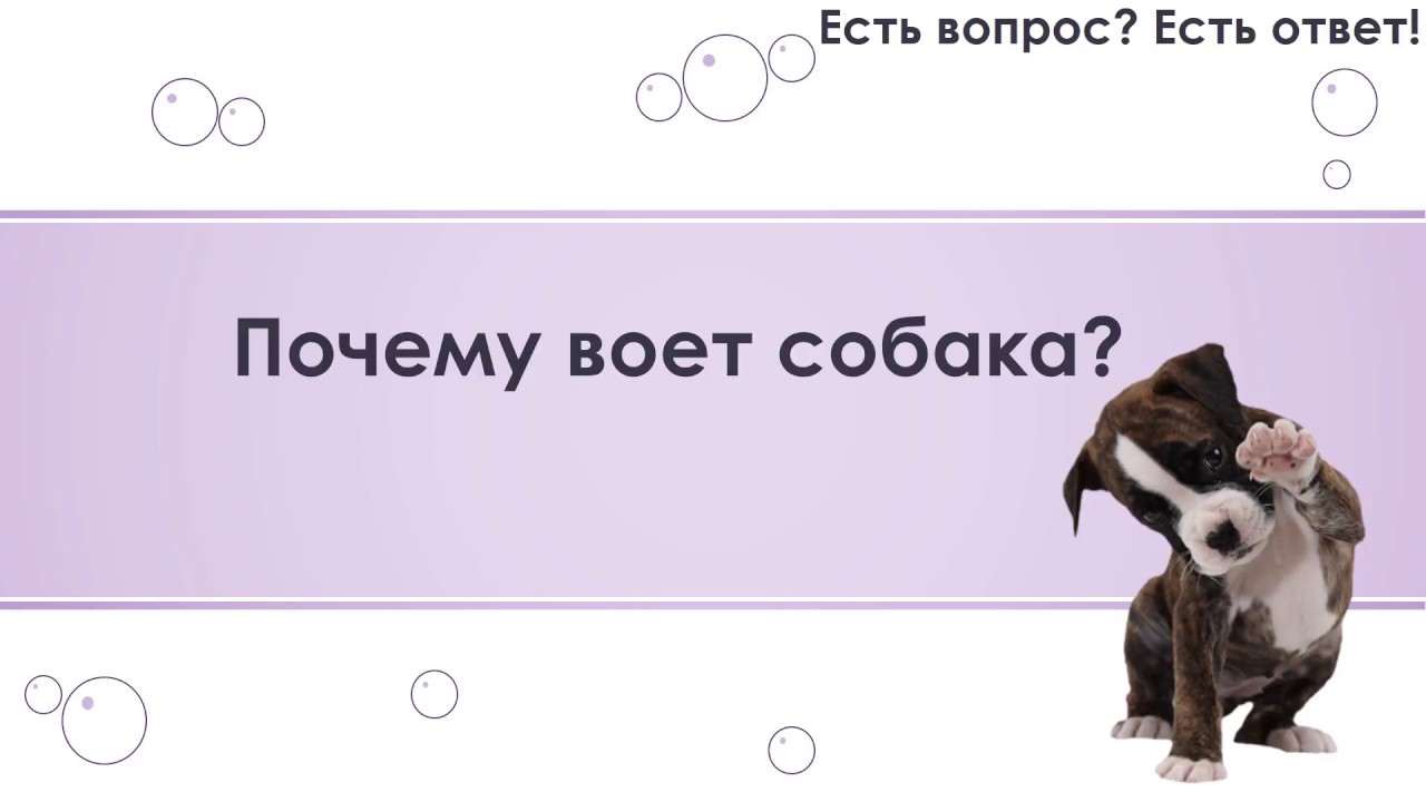 Собака с вопросом. Вопросы про собак с ответами. Почему собаки воют. Воет соседская собака.