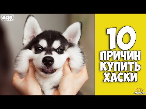 10 причин завести Хаски - Интересные факты!