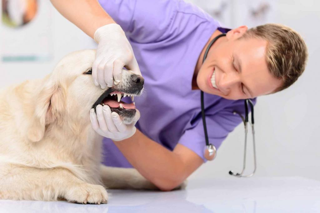 Колит у собаки: причины, симптомы, диагностика и лечение