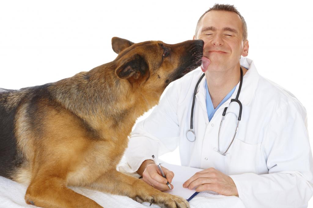 Недержание мочи у собак — причины, симптомы, диагностика и особенности лечения