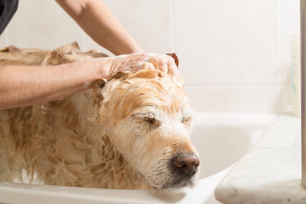 У собаки на животе сыпь: причины и лечение