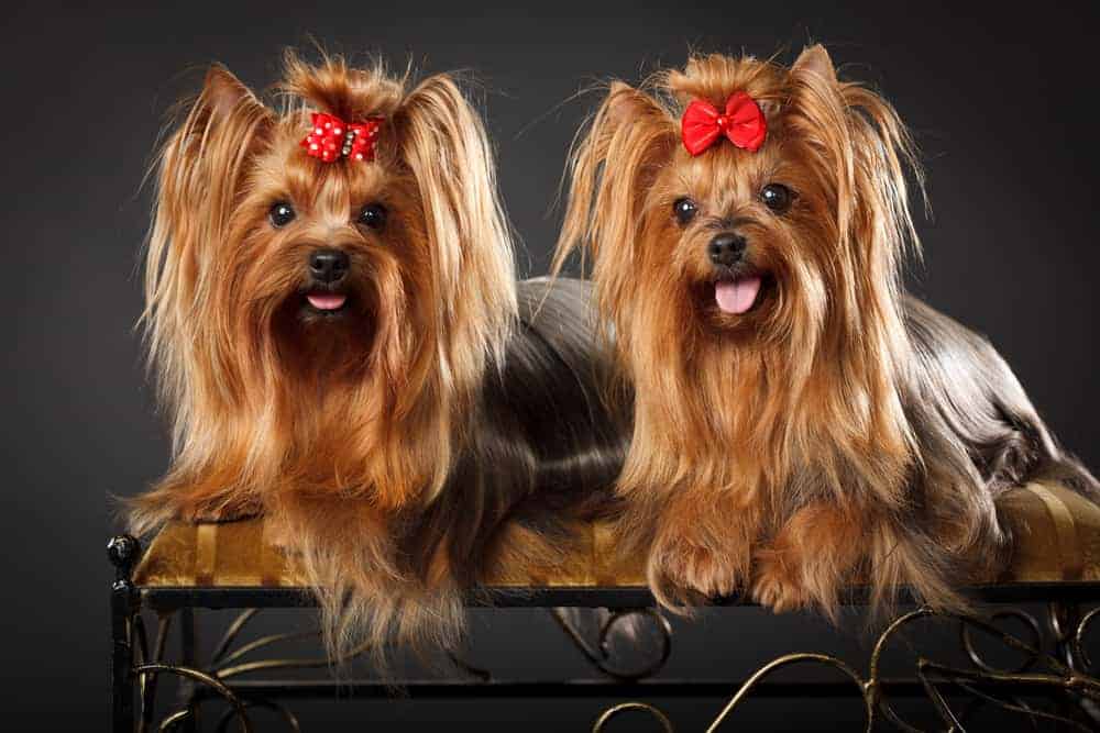 Best Dog Food for Yorkshire Terriers