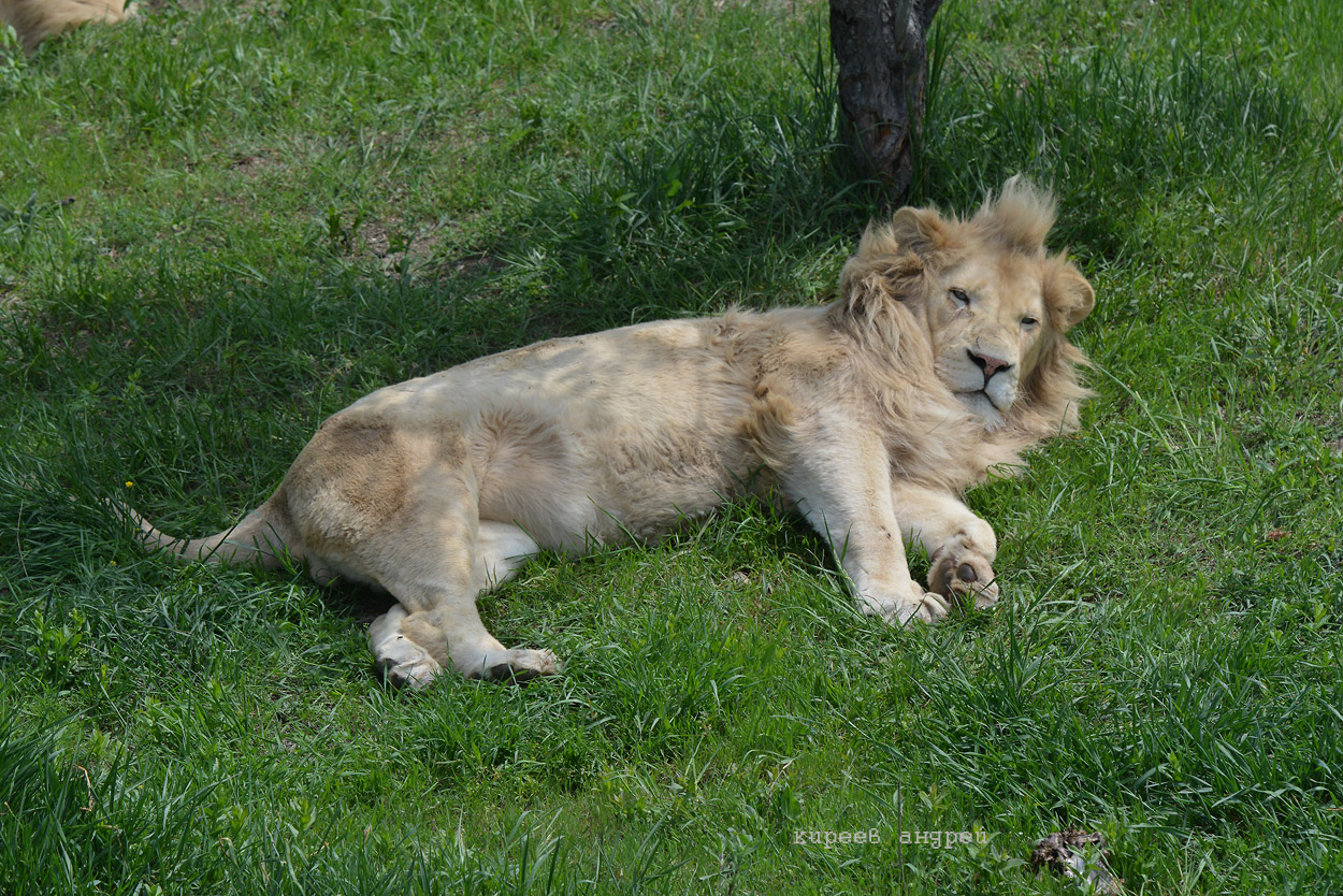 Парк львов Тайган.