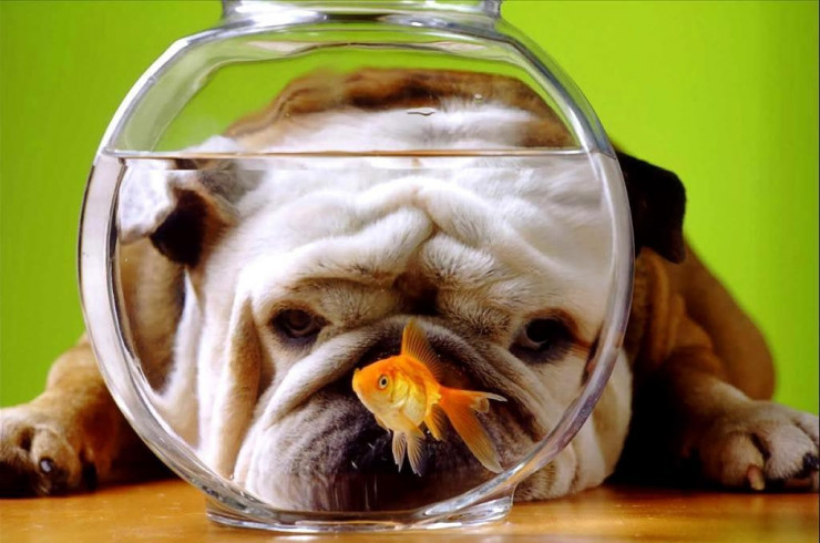 Собака и рыба