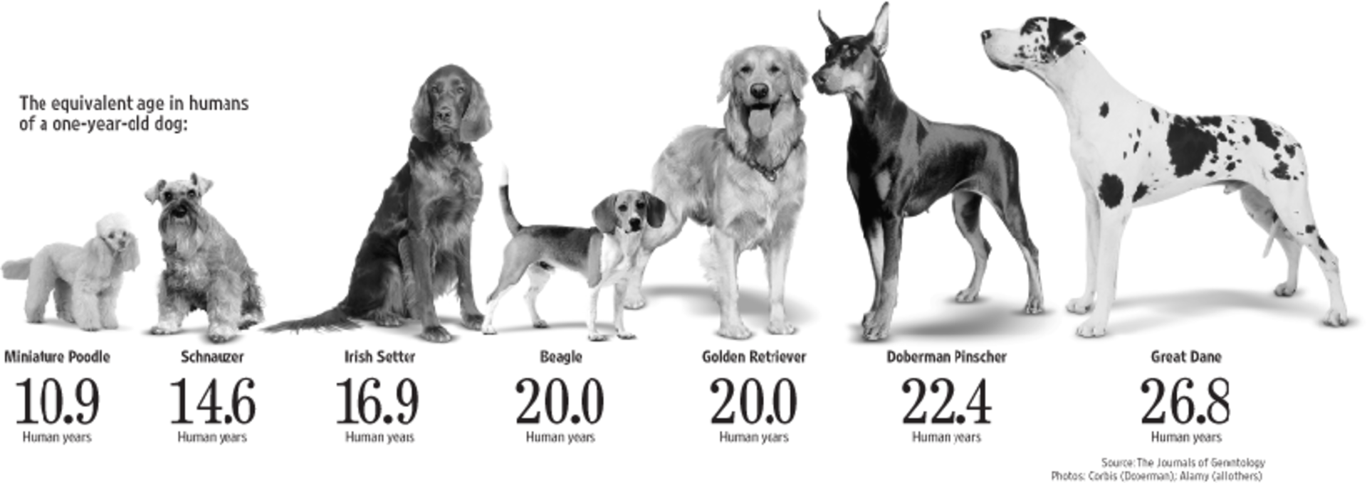 Продолжительность жизни различных пород собак