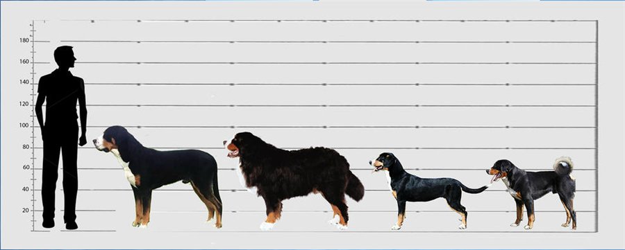 Собака 35 см в холке фото