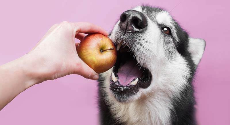 можно ли собаке есть яблоки.jpg