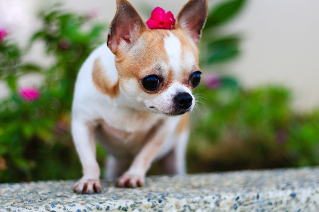 чихуахуа самая умная порода собак.jpg