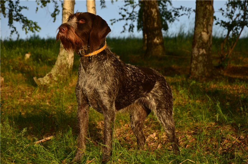 Рассмотрите фотографию собаки породы немецкий дратхаар