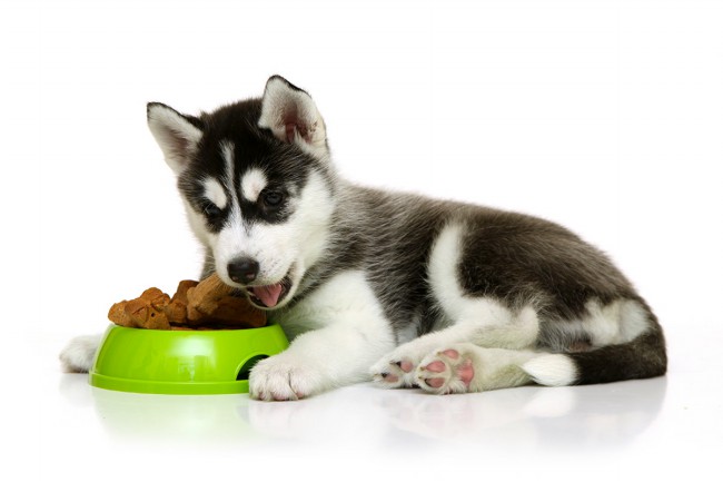 Чем кормить хаски - рацион питания щенка и взрослой собаки