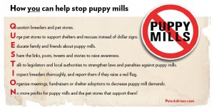 graphic - avoid puppy mills