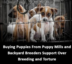 puppies from puppy mills
